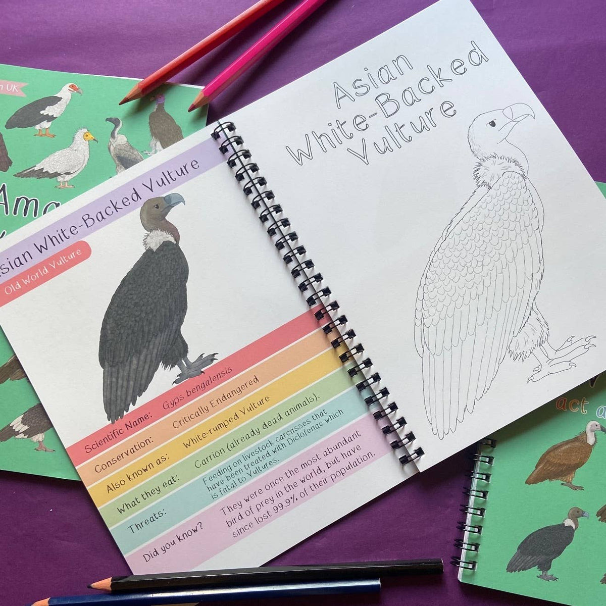 Amazing Vultures Fact and Activity Book