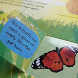 Life-Cycle Books - Butterflies